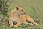 Nairobi National Park Tour