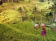 Ubud Instagram Spots Tour - One Day Private Trip