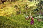 Ubud Instagram Spots Tour - One Day Private Trip