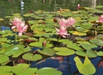 See Lily Pond, Balboa Park, San Diego, California