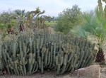 Visit Desert Garden, Balboa Park, San Diego, California