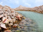 Visit Conch Island, Anegada Island, BVI
