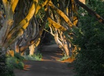 Drive Through The Dark Hedges, Ballymoney, Northern Ireland