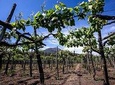 Mount Vesuvius & Wine Tasting with Lunch Private Tour from Amalfi Coast