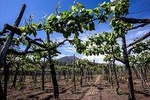 Mount Vesuvius & Wine Tasting with Lunch Private Tour from Amalfi Coast