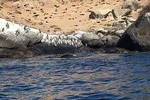 Penguins+Horseback riding+Barbecue in Cachagua & Sand Dunes (FROM SANTIAGO)