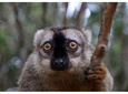Madagascar Wildlife Tour 14D/13N