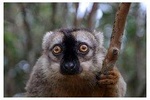 Madagascar Wildlife Tour 14D/13N