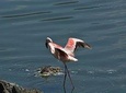 4-Day Masai Mara and Lake Nakuru safari from Nairobi.