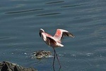 4-Day Masai Mara and Lake Nakuru safari from Nairobi.