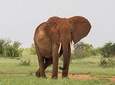 2 Days Tsavo East Safari from Mombasa