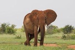2 Days Tsavo East Safari from Mombasa