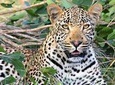 8 Days Masai Mara, Nakuru, Naivasha, Amboseli Budget Safari