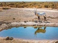 Private Desert Castles, Shaumari Reserve & Azraq Tour from Amman