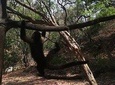 Monkey Tour With Local Cuisine