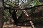 Monkey Tour With Local Cuisine