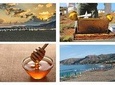 HoneyBee garden & Honey Taste,Palaiochora Beach 15prs Tour, Wheelchair Accessib