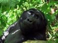 04 days Gorilla Trekking Safari