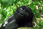 04 days Gorilla Trekking Safari