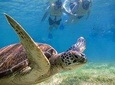 Turtles Express 