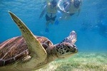Turtles Express 