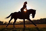 Punta Cana Horseback Riding