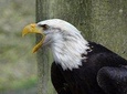 Private Animal Farms & Birds of Prey Tour