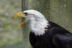 Private Animal Farms & Birds of Prey Tour