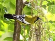 Rocklands Bird Sanctuary & City Highlights plus Shopping from Grand Palladium 