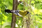 Rocklands Bird Sanctuary & City Highlights plus Shopping from Grand Palladium 