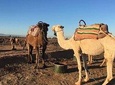 Atlas Mountains, 5 valleys, waterfalls, Camel ride Day trip from Marrakech