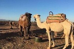 Atlas Mountains, 5 valleys, waterfalls, Camel ride Day trip from Marrakech