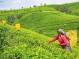 Nuwara Eliya Day tour from Kandy 