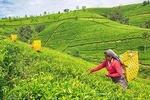 Nuwara Eliya Day tour from Kandy 