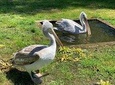 Karavasta lagoon tour from Tirana