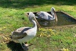 Karavasta lagoon tour from Tirana