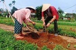 Hoi An Village Experience Tour with 3 Villages in Hoi An
