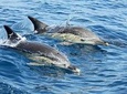 Small-Group Dolphin Watching in Lisbon