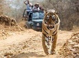  From Jaipur: Ranthambore Tiger Safari Private Day Tour