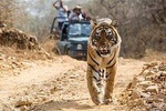  From Jaipur: Ranthambore Tiger Safari Private Day Tour