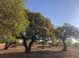 Arganforest, Saadien Sugar fabric & Argan production