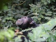2 Day Chimpanzee Trekking Safari at Kibale National Park