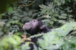 2 Day Chimpanzee Trekking Safari at Kibale National Park
