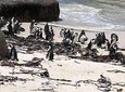 Half day African Penguin Tour