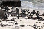 Half day African Penguin Tour