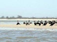 2-Days Thies, St Louis and Djoudj Park or “Langue de Barbarie" Safari from Dakar