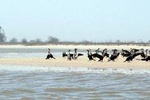 2-Days Thies, St Louis and Djoudj Park or “Langue de Barbarie" Safari from Dakar
