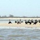 2-Days Thies, St Louis and Djoudj Park or “Langue de Barbarie" Safari from Dakar