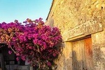 Taste of Sicily at our Farm