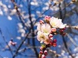 1-Day Washington D.C. Cherry Blossom (New York Departure) CB1